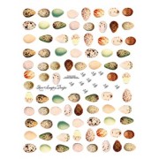 Inchie Eggs 222